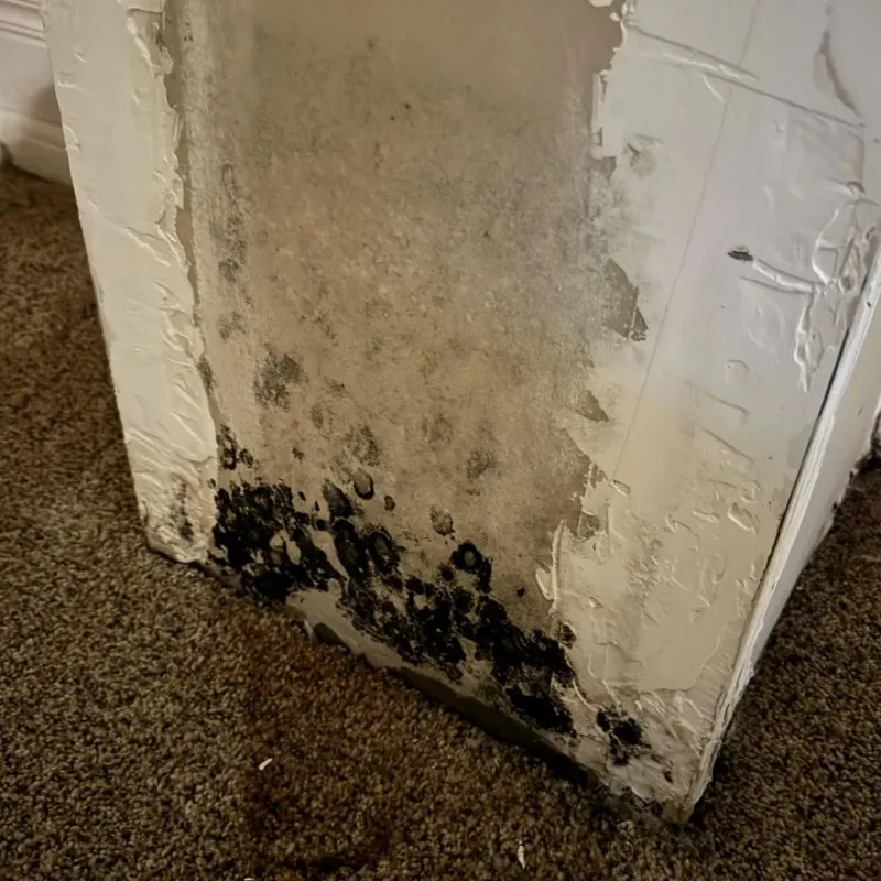 Professional Mold Removal in Evergreen, CO